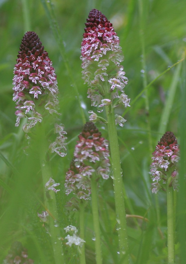 2012_06_26_9633.JPG a.JPG