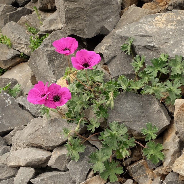DSCF5822 (3) geranium subcaulescens