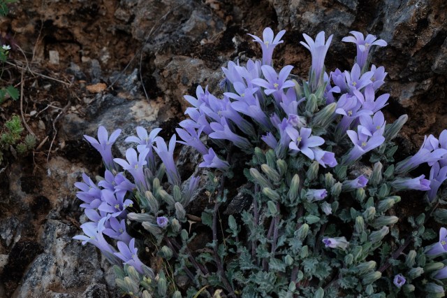 DSCF5863 campanula topaliana